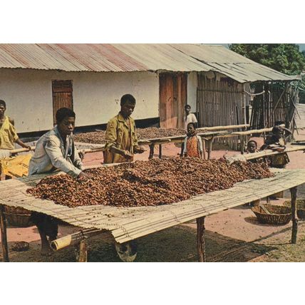 Cocoa Drying Ghana West Africa Postcard