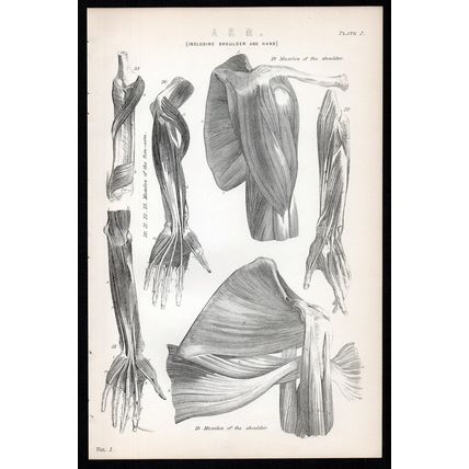 ARM 1883 Muscles Shoulder Fore-arm Human Anatomy ANTIQUE LITHOGRAPH #2