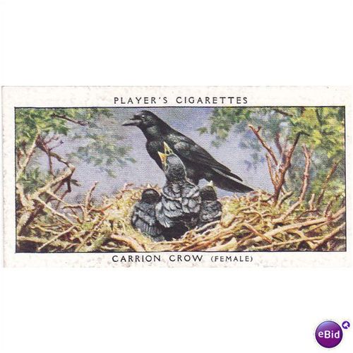 Players Birds & Their Young Card No. 08 Carrion Crow