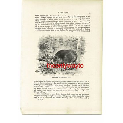 Wild Boar Sow And Striped Young, Animal Book Illustration (Print), c1916