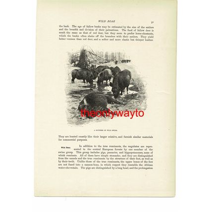 Sounder Of Wild Boar, Animal Book Illustration (Print), c1916