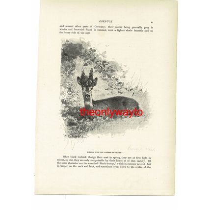 Roebuck With Velvet Antlers, Animal Book Illustration (Print), c1916