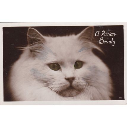 E174 CAT POSTCARD - A PERSIAN BEAUTY