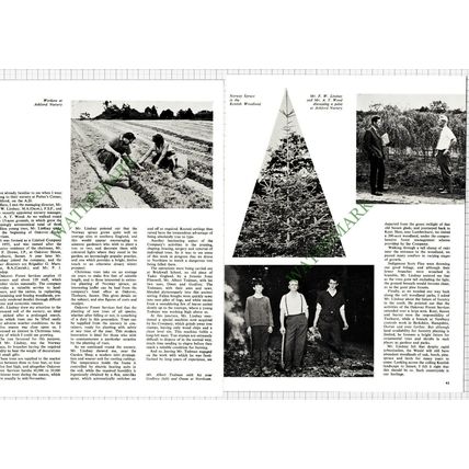 9459) Oakover Forest Services FW Lindsay AT Wood Ashford Nursery - 1965 Article