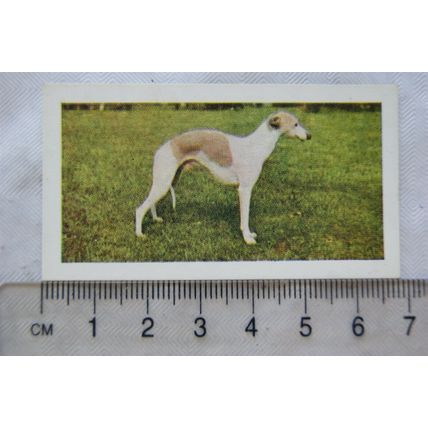 1961 Hornimans Tea Dogs No. 8 Whippet
