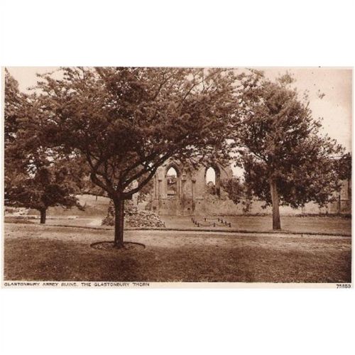 Glastonbury Abbey, Somerset - ruins & Glastonbury Thorn - Photochrom postcard