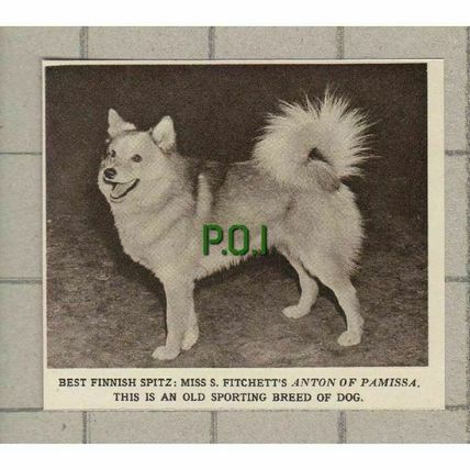 (4535) Miss S Fitchett ANTON OF PAMISSA Finnish Spitz - 1961