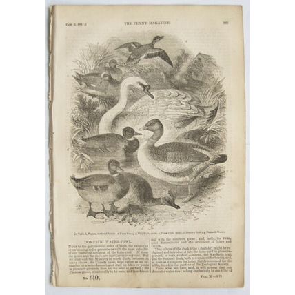 1841 The Penny Magazine No. 610 peat gatherers, Burns, hedgehogs, horses Texas