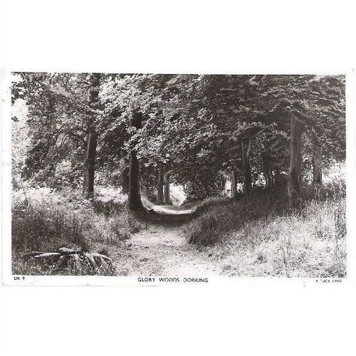 Dorking, Surrey - Glory Woods - Raphael Tuck real photo postcard c.1940s