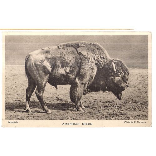 AMERICAN BISON unused vintage postcard by LONDON ZOO photo by F W Bond =