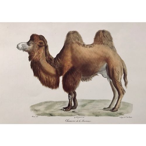 Bactrian CAMEL antique Print Lithograph Werner 1824 vintage Animal Art Decor