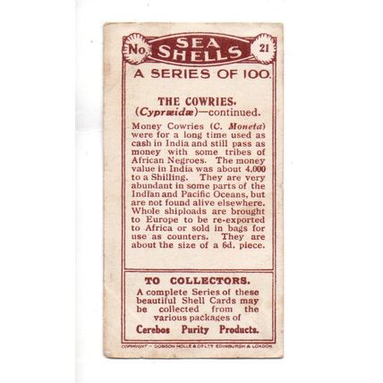 CEREBOS TRADE CARD SEA SHELLS 1925 NUMBER 21 THE COWRIES