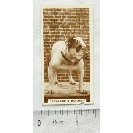 De Reszke Real Photographs card No. 8 Somnebody's Darling - bulldog