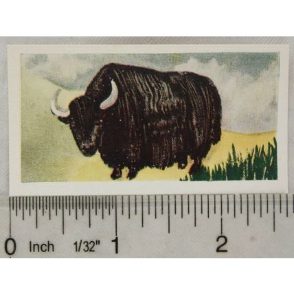 Neilson's Interesting Animals card No. 24 Yak