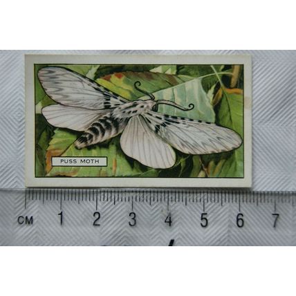 1938 Gallaher's Butterflies & Moths No. 28 Puss Moth