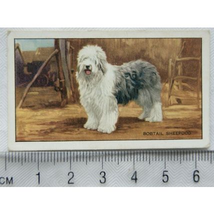 1936 Gallaher Dogs 1st Series No. 6 The BNob-tail or Old English Sheepdog