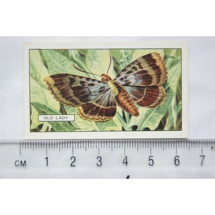 1938 Gallaher's Butterflies & Moths No. 10 Old Lady