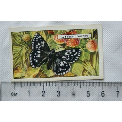 1938 Gallaher's Butterflies & Moths No. 7 Crizzled Skipper