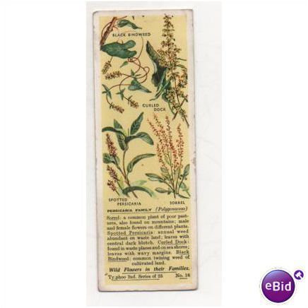 1936 Typhoo Tea trading card Wild Flowers in their Families 2nd series No.18