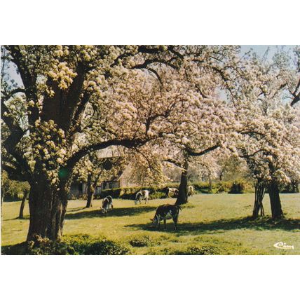 Normandie Pommiers en fleurs France Postcard posted 1979 crease
