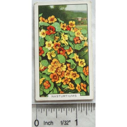 1938 Gallaher's Garden flowers No. 21 Nasturtiums