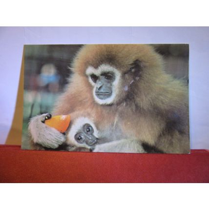 LAR GIBBON, LONDON ZOO unused postcard by ZSL, Zoological Society of London =