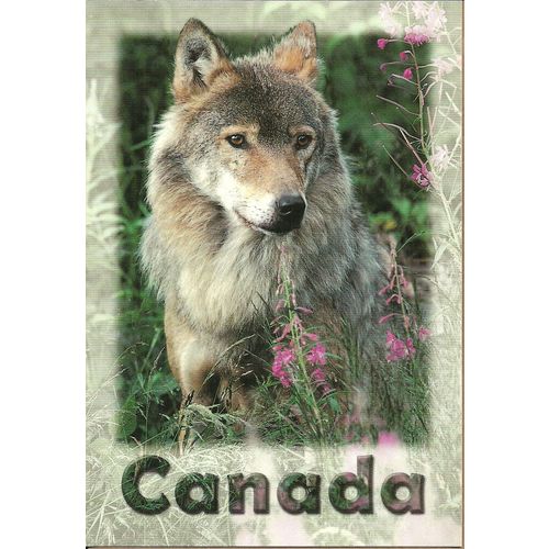 Postcard PC Niagara Falls Ontario Canada Grey Wolf Postcard PC57-NPC097V New