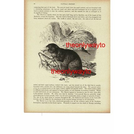 Beaver, Book Illustration (Print), 1896