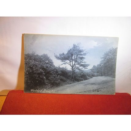 WEDDED BOUGHS unused antique postcard Knight series =