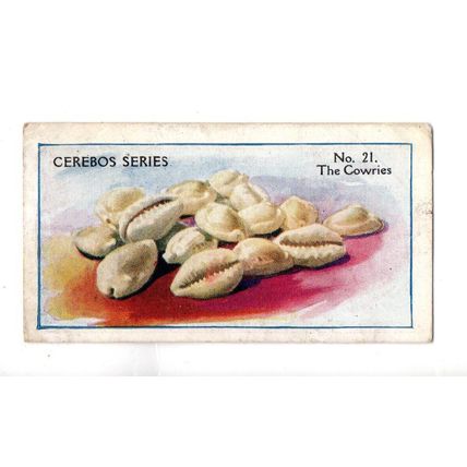 CEREBOS TRADE CARD SEA SHELLS 1925 NUMBER 21 THE COWRIES