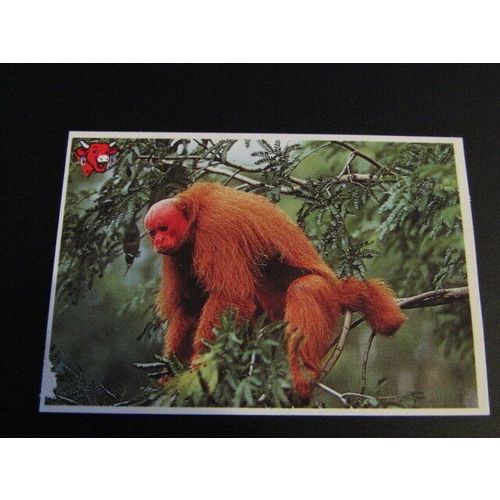 Laughing Cow Collectable Variants