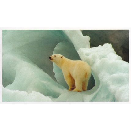 Polar Bear on Glacier WWF Rare Postcard