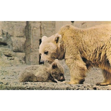 Syrian Bear Baby at London Zoo 1970s Postcard