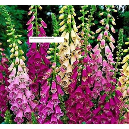 Foxglove Digitalis Excelsior Mix - Flower Seeds - BOGO