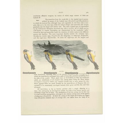Saw-Fish, Animal Book Illustration (Print), c1916
