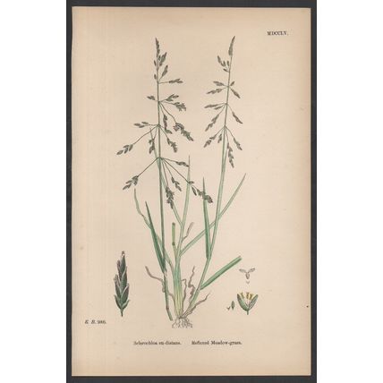 REFLEXED MEADOW-GRASS 1872 John Edward Sowerby PLANT PRINT