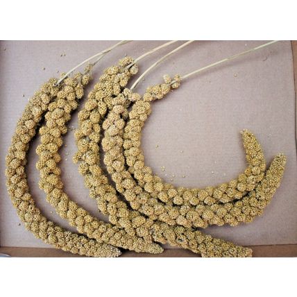 QUALITY BUSHY MILLETS SPRAYS IDEAL FOR CAGE, AVIARY & WILD BIRDS, GERBILS & MICE