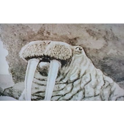 THE SMILE OF THE WALRUS THE UNDERSEA WORLD OF JACQUES COUSTEAU VHS VIDEOTAPE