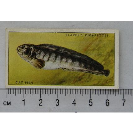 1935 Players Sea Fishes No. 37 Cat-fish