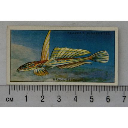 1935 Players Sea Fishes No. 35 Dragonet