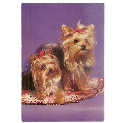 YORKSHIRE TERRIERS ...DOG vintage unused vintage postcard