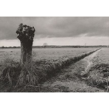 Pollarded Somerset Willow Tree Rare Book Launch Postcard