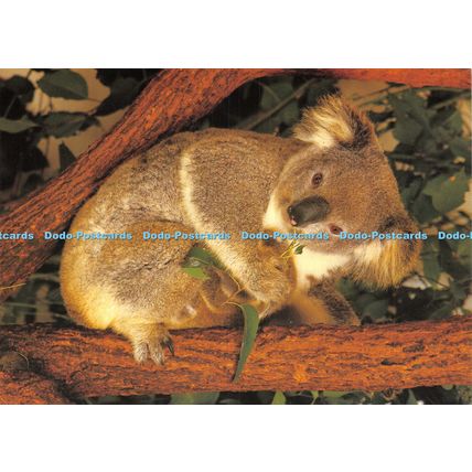 D026677 Sydney. New South Wales. Australia. Lally the Koala. Koala Park. David M