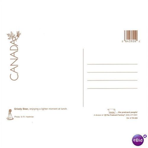 Postcard PC Grizzly Bear on Back Eating Seagull Postcard Yukon YK-025 New
