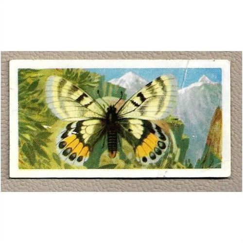 1964 Brooke Bond BUTTERFLIES OF THE WORLD Tea card 8