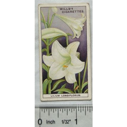 1933 Wills Garden Flowers No. 27 Lilium Longiflorum