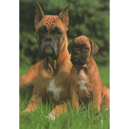German Grumpy Mum & Child Dog 1980s Postcard