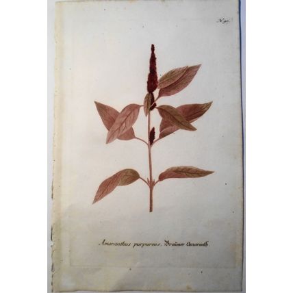 Johann Wilhelm Weinmann - Amaranthus Purpureus N.90 - ca. 1745. Hand-colored.