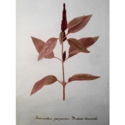 Johann Wilhelm Weinmann - Amaranthus Purpureus N.90 - ca. 1745. Hand-colored.