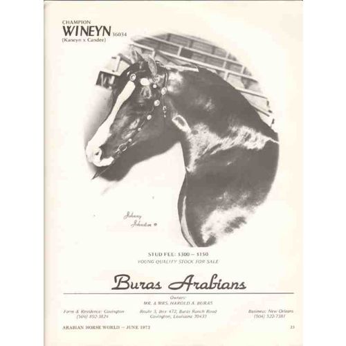 buras arabians 1972 champion wineyn kaneyn candee horse vintage ad